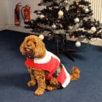 Mollie in Christmas jumper by Bondline Christmas tree 2024